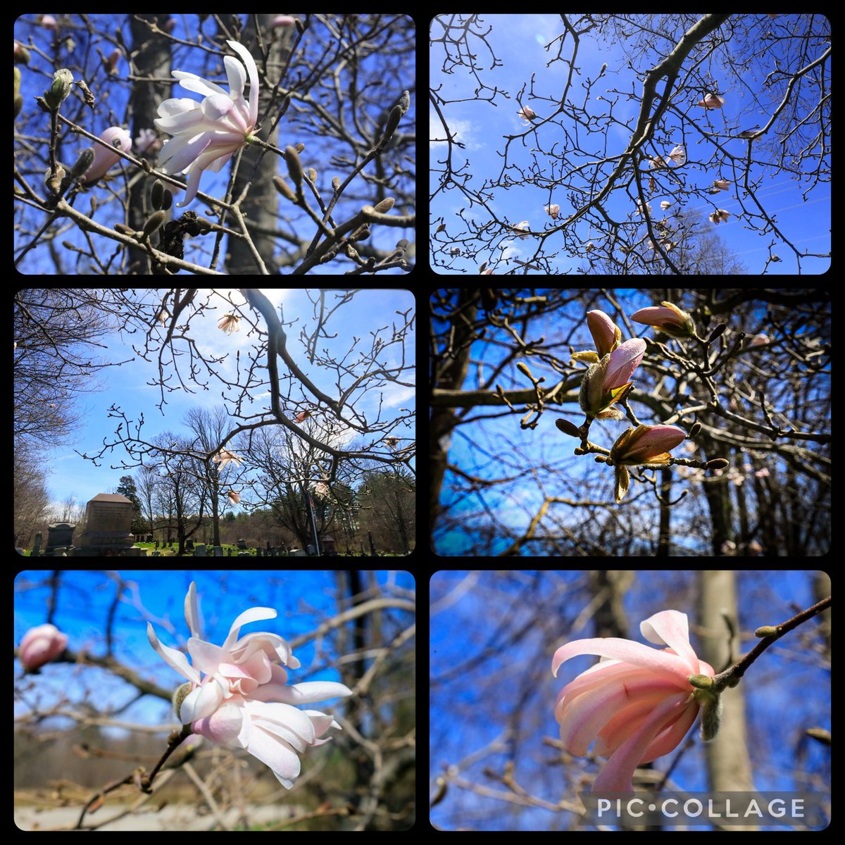 Favorite magnolia tree beginning to bloom #sixonSaturday #SaturdayVibes #Spring2024