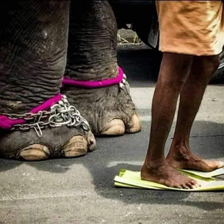 Now this pic speaks millions. 
Tarred roads are hot for elephants too. It's hurts their feet too
#ViralPic
#SummerVibes
@NewIndianXpress @XpressBengaluru @KannadaPrabha @santwana99 @Cloudnirad @moefcc @NammaBengaluroo @NammaKarnataka_ @aranya_kfd
