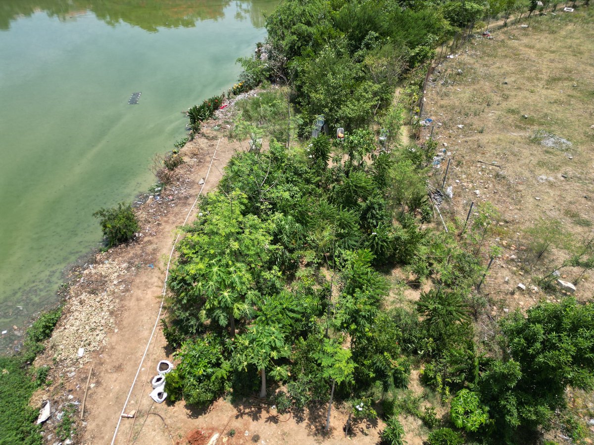 Thuvakkam's tweet image. Thuvakkam & Firstsource worked to restore the lake's ecology by planting 1,200 saplings in a 6,500sqft area near it. In addition, different restoration efforts are being carried out to maintain the lake, making it a focal point for community engagement and environmental awareness