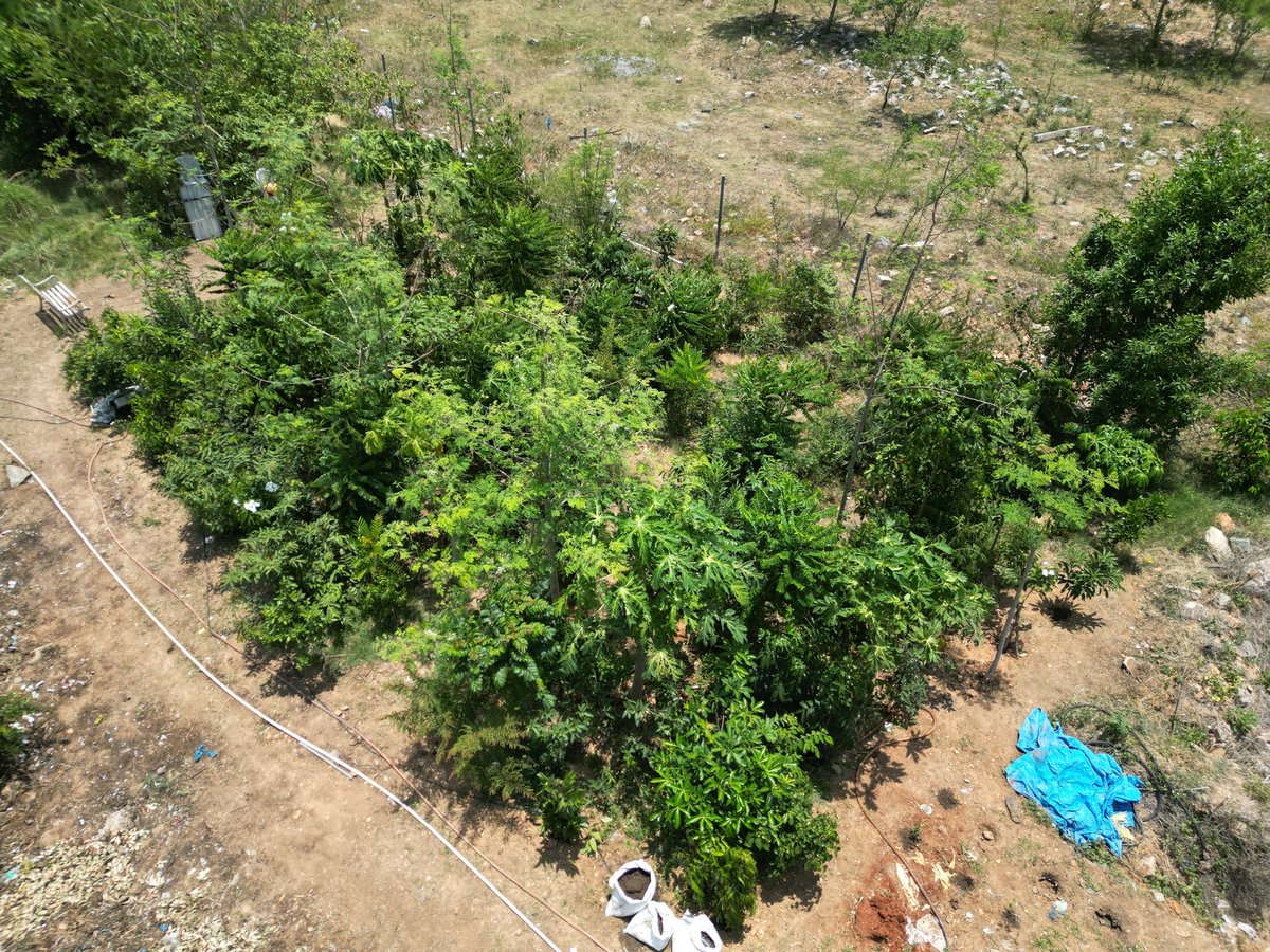 Thuvakkam's tweet image. Thuvakkam & Firstsource worked to restore the lake's ecology by planting 1,200 saplings in a 6,500sqft area near it. In addition, different restoration efforts are being carried out to maintain the lake, making it a focal point for community engagement and environmental awareness