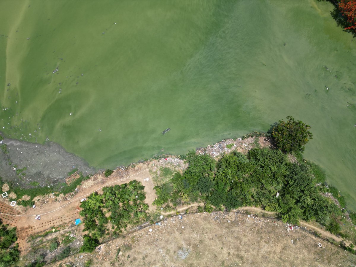 Thuvakkam's tweet image. Thuvakkam & Firstsource worked to restore the lake's ecology by planting 1,200 saplings in a 6,500sqft area near it. In addition, different restoration efforts are being carried out to maintain the lake, making it a focal point for community engagement and environmental awareness