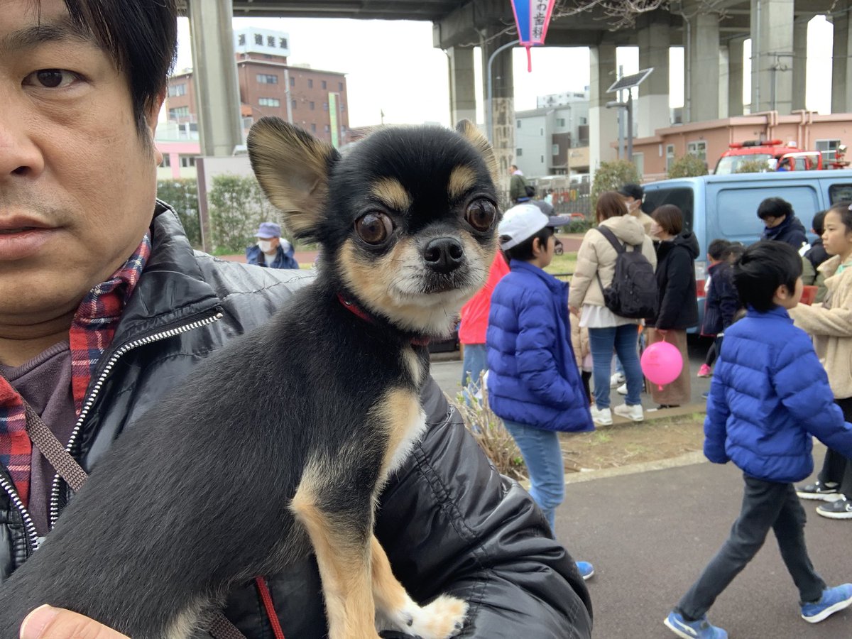 帰りは抱っこコースで😝

#happytogether 
#チワワ #チワワのいる暮らし #chihuahua #チワワ大好き #チワワラブ #チワワ部 #idolhappiness #oip40 #chihuaualovers #ブラックタンチワワ #カイオン #ロングコートチワワ #チワワのいる生活 #チワワ好き #チワワ会 #チワワ大好き部 #散歩 #takeawalk