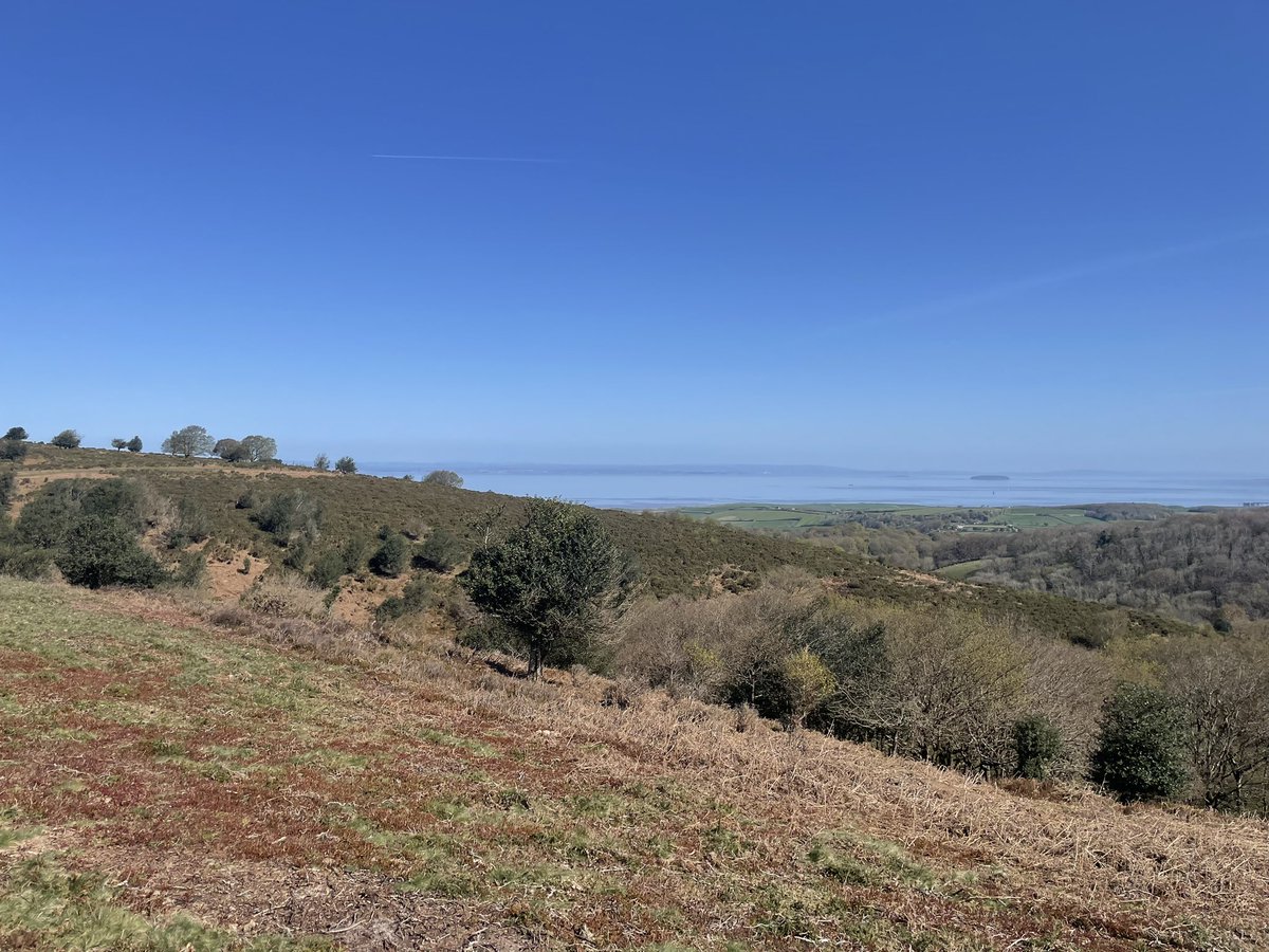 First wood warblers - heard two in Hodders/Holford Combe on a loop. Plenty of Redstarts on the fringes higher up. <a href="/somersetbirds/">Somerset Birds</a>