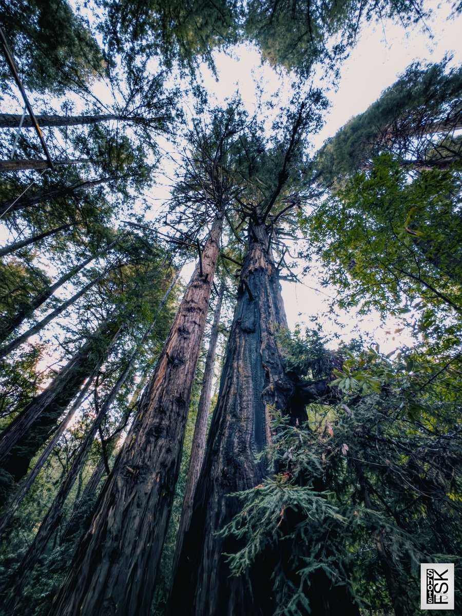 Trees are the lungs of our planet, cleaning our air and providing homes for wildlife. Let's #ProtectOurTrees for a healthier future. #EarthDay2024 #ShotoniPhone @tim_cook @RedwoodNPS