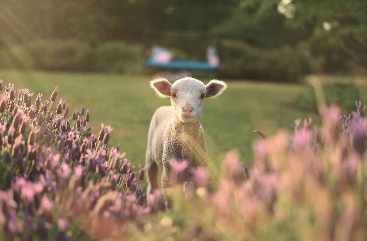 The lambing season continues, a time when farmers work around the clock to ensure the safe arrival of their new flocks. Sheep are in safe hands with farmers, who are a breed in themselves, who nurture & care for animals & the land each & every day 👩🏻‍🌾👨🏼‍🌾 📸 & 🐏 IG elyceandthewild3