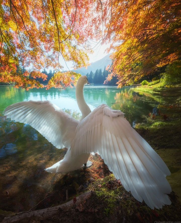 Hakumaru the Swan
Minami Alps, Japan 🇯🇵