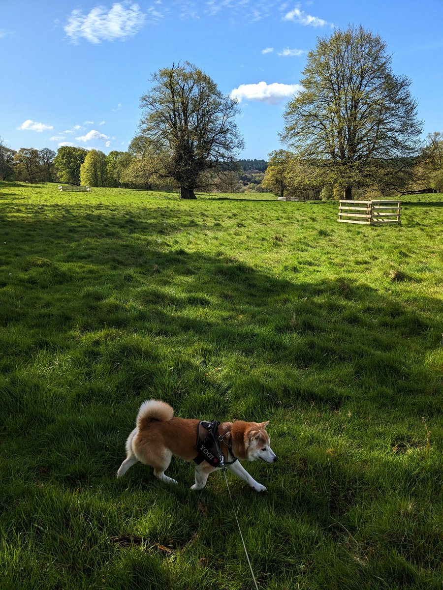 Yogi enjoying the morning sun today in #Staffordshire ☀️ #ShibaInu #Shiba #Dogs