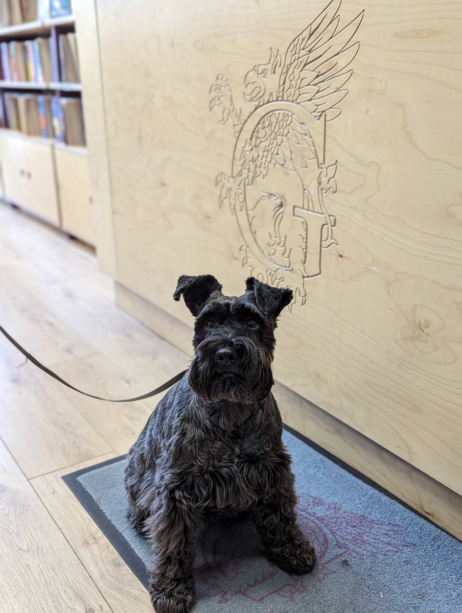 Everyone, meet Indie! Indie visited us this morning in the shop and we couldn't resist a little photo op 😍 Fun fact, Indie is named after the book 'Indigo's Star' by the brilliant Hilary McKay!