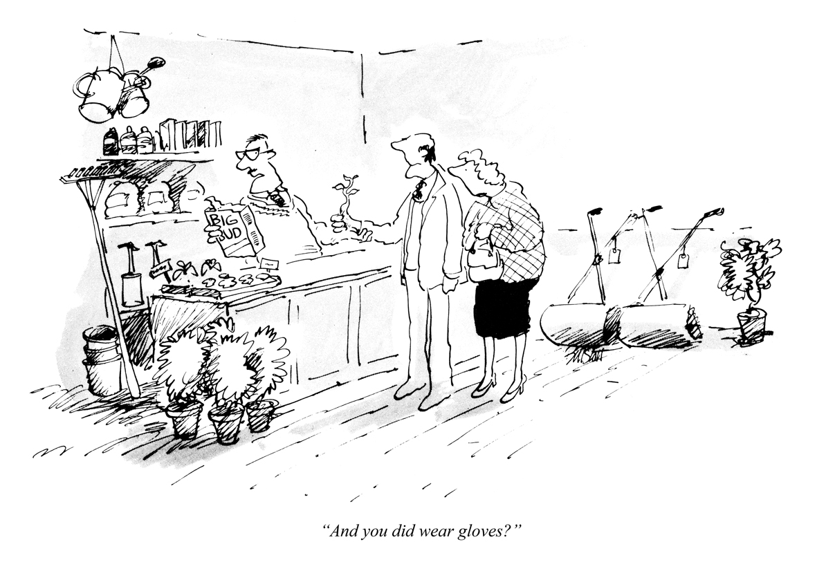 Today's PUNCH Cartoon Classic. Gardeners! Be careful out there! “And you did wear gloves?” Bill Stott 1980 #gardening #plants #growth #growing #shops #retail #protection #PPE