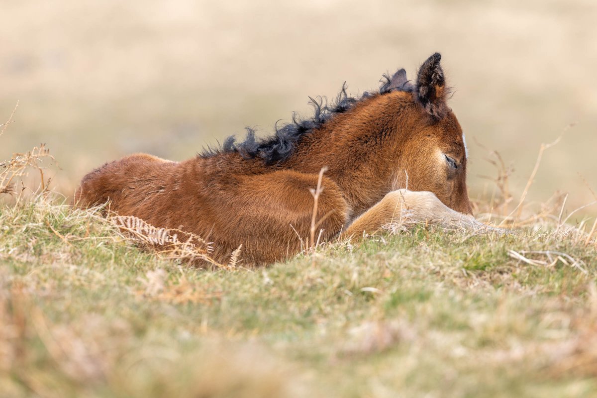 This morning is clearly all about 😴😴😴 we sat in the sunshine until everyone decided to wake up 🥰🥰🥰

#dartmoorfoal #snelgrovephotography #imagesofhorses #foals #rarebreed