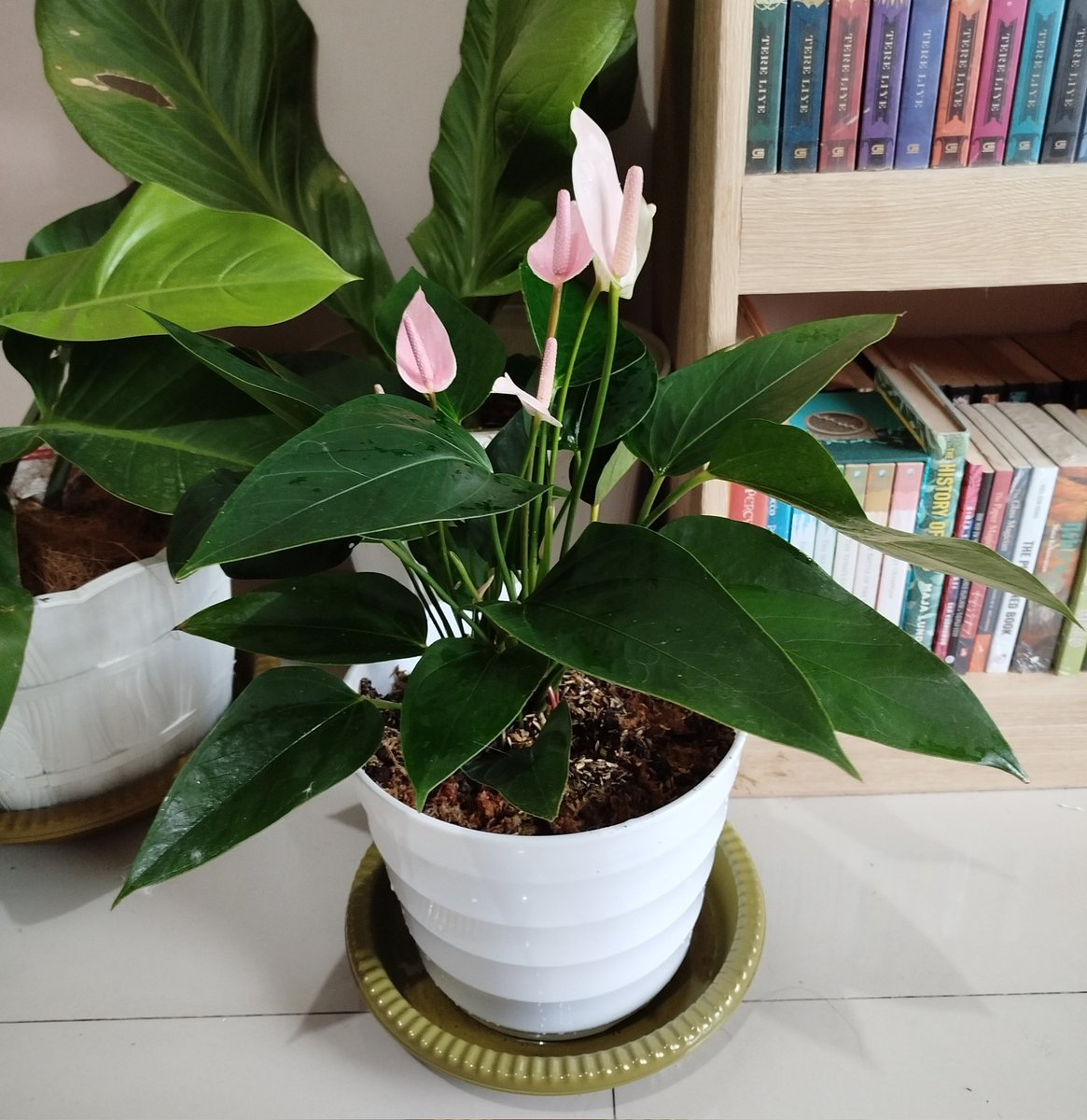 have been searching for medium sized of pink anthurium for a long time, pretty 💖
