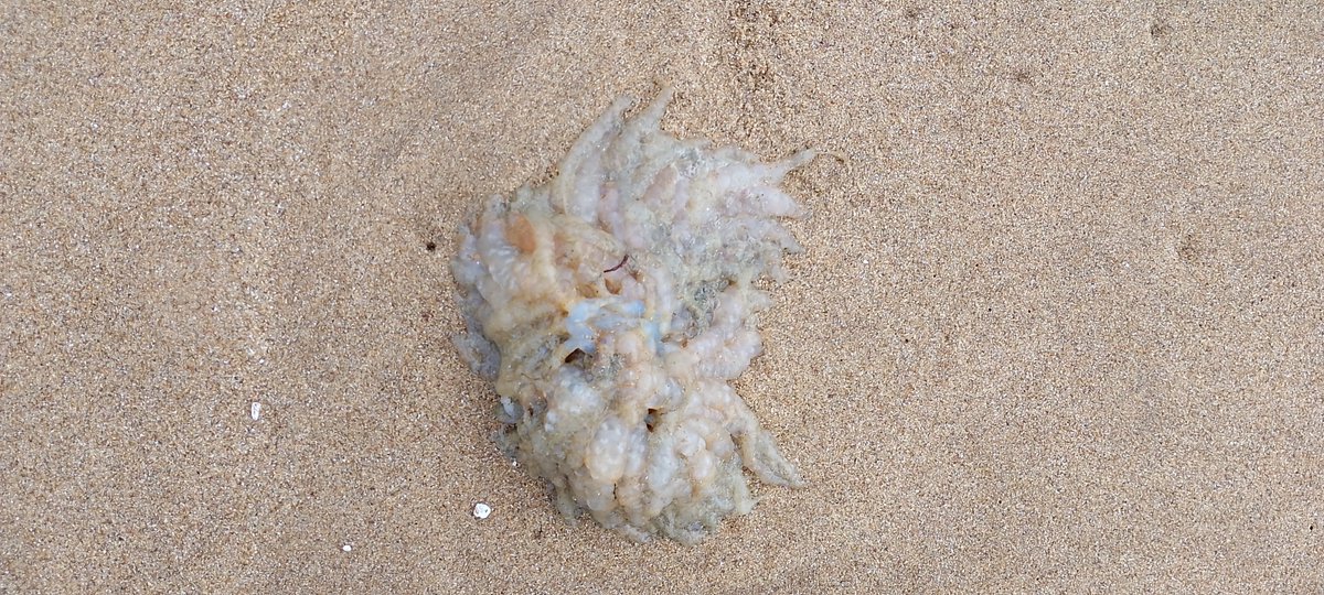 CaitlinDavies2's tweet photo. much larger #jellyfish sighting today on #StoneBay Kent https://t.co/V5rRfsjxU3