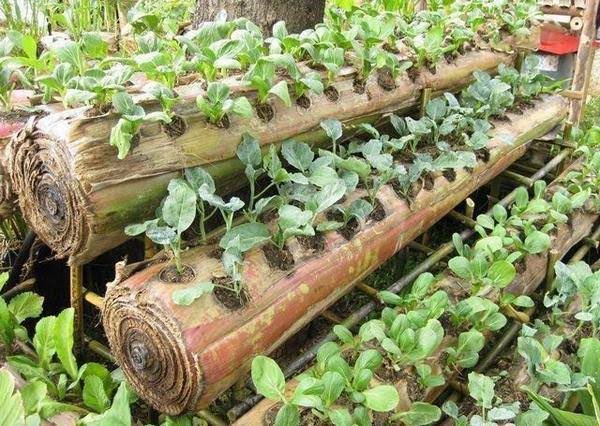 PlantScope tweet media