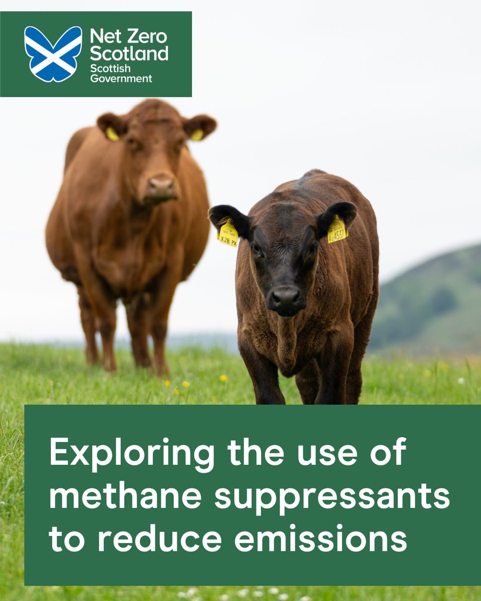 Emissions from livestock form a large portion of overall global greenhouse gas emissions. To help reduce emissions, @scotgov is bringing forward a pilot scheme to see how methane supressing animal feed or additives can help our agriculture sector.