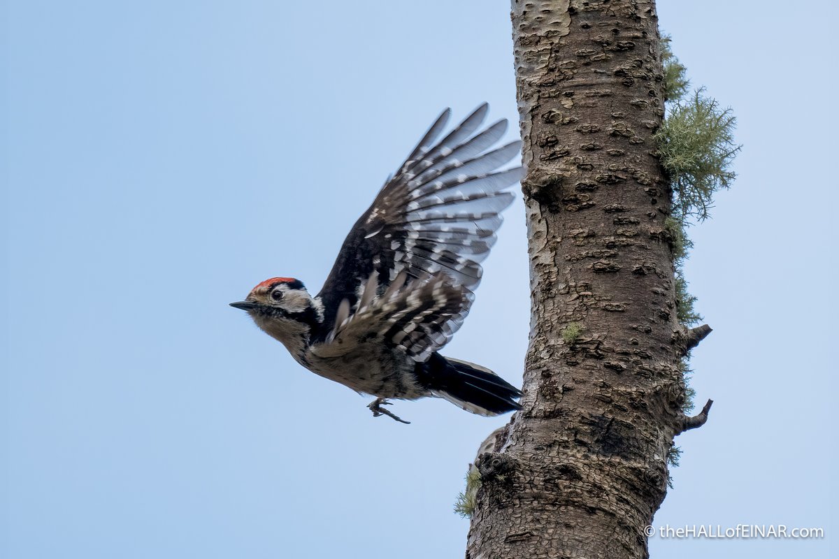 A Lesser Spotted Woodpecker taking flight. What a dinky little bird!