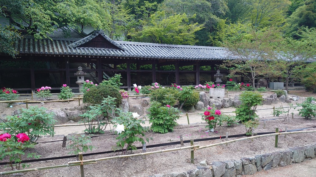 牡丹が咲きました。 #吉備津神社 #岡山 #牡丹 #国宝 #比翼入母屋造 #鳴釜神事