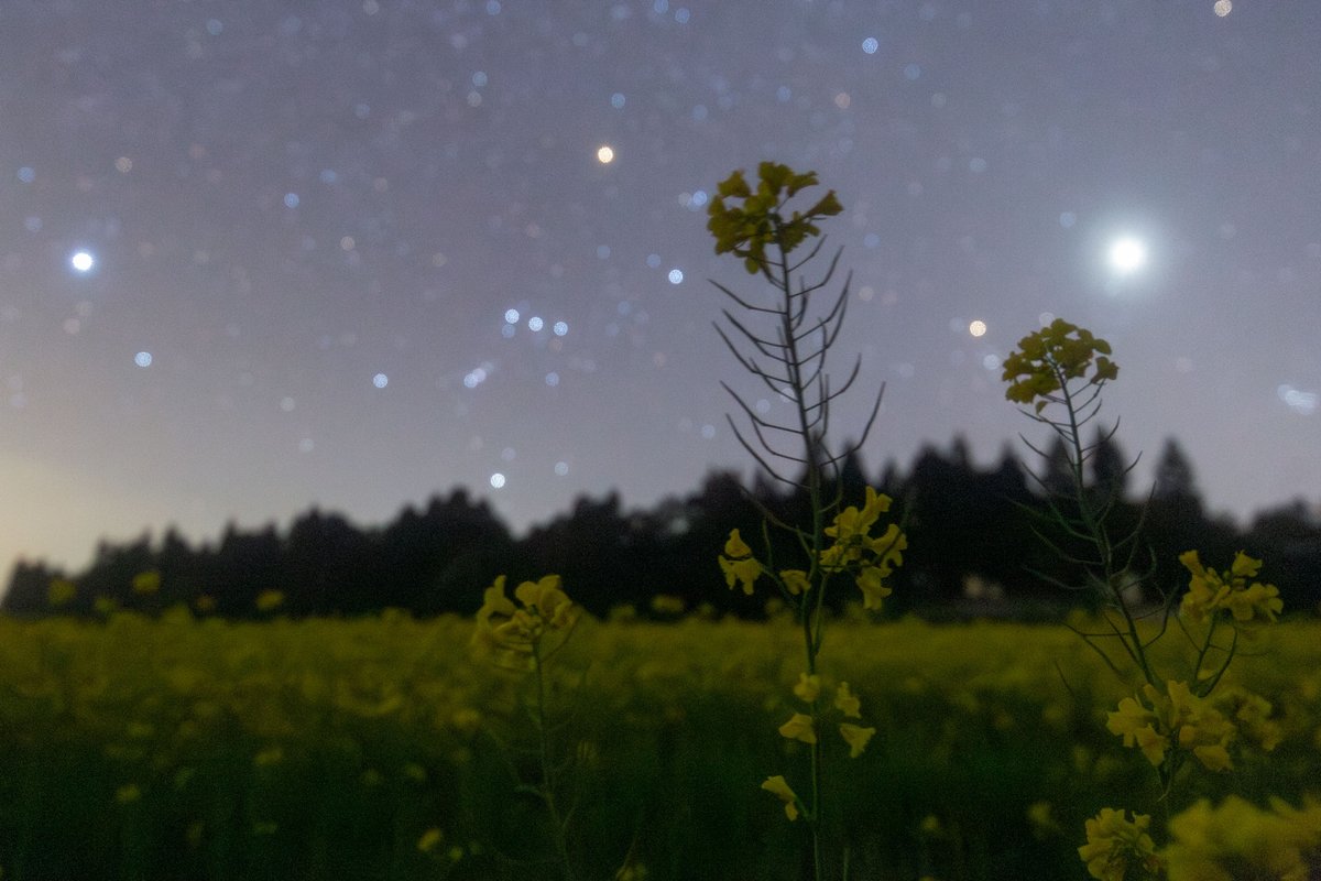 以前撮影した菜の花と星空です。
去年の今頃は菜の花が見頃を迎えていました。
写真中央にはオリオン座、右側には金星が明るく写っています。

場所:石川県能登町秋吉地区