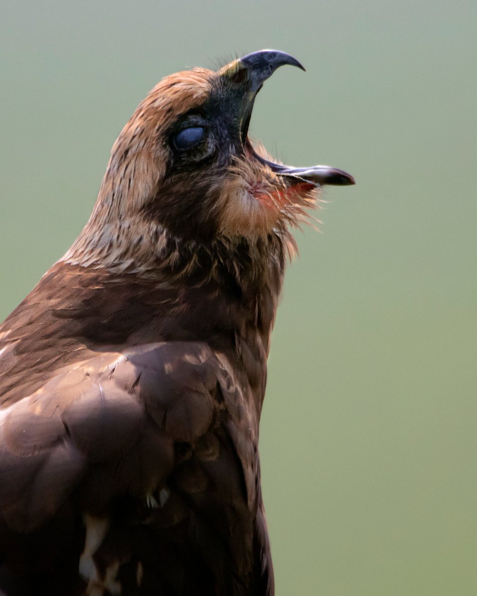 Marsh Harrier Keoladeo National Park #wildlifephotography #natgeoyourshot #natgeoindia #canonindia #bbcwildlife #bbcearth #incredibleindia #photographylovers #photooftheday #birds_of_instagram #birdwatching