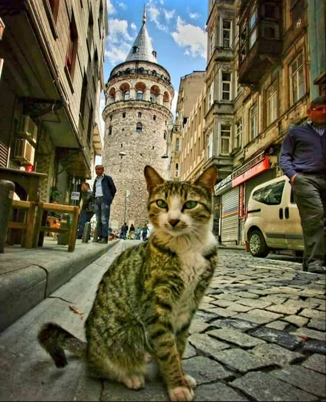 Close-up of a cat with the iconic Galata Tower behind it.