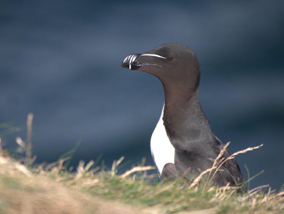 SeabirdCentre tweet picture