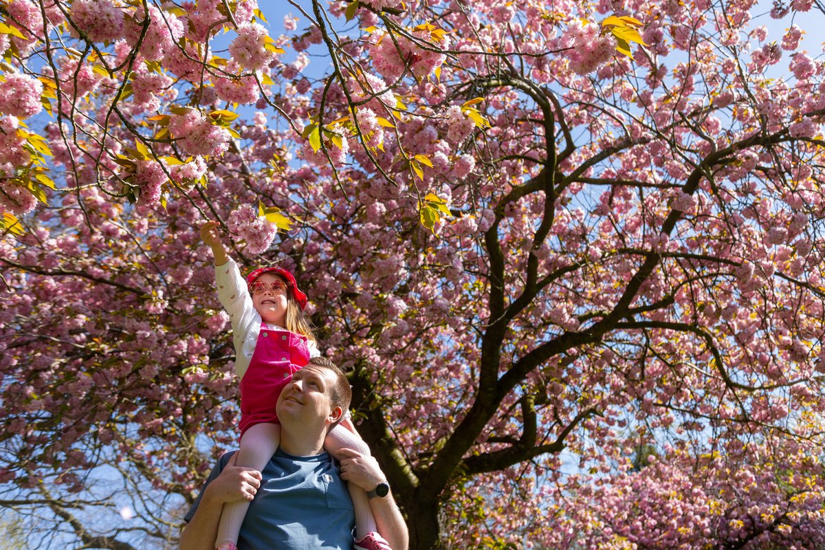 Moeran1944's tweet photo. $ year old Millie enjoys the blossom on a beautiful spring morning.

@TimesPictures
@BenJonesPicEd
@guardian
@TelegraphPics 
@Alamy_Editorial  @STPictures @TimesPictures @SunPictureDesk @Mailonlinepics @SundayPeoplePic https://t.co/sIwT2pBTGo