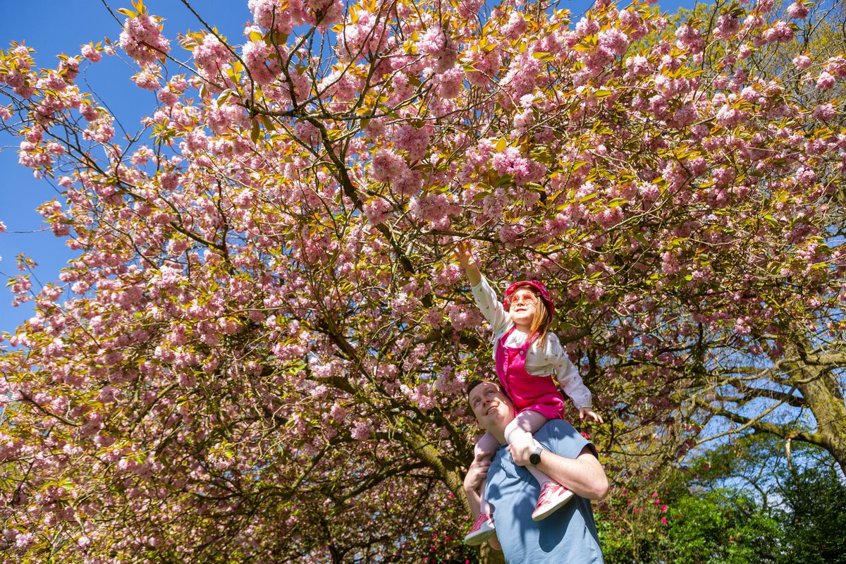Moeran1944's tweet photo. $ year old Millie enjoys the blossom on a beautiful spring morning.

@TimesPictures
@BenJonesPicEd
@guardian
@TelegraphPics 
@Alamy_Editorial  @STPictures @TimesPictures @SunPictureDesk @Mailonlinepics @SundayPeoplePic https://t.co/sIwT2pBTGo