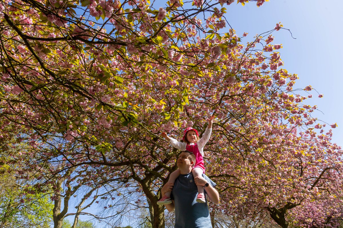 Moeran1944's tweet photo. $ year old Millie enjoys the blossom on a beautiful spring morning.

@TimesPictures
@BenJonesPicEd
@guardian
@TelegraphPics 
@Alamy_Editorial  @STPictures @TimesPictures @SunPictureDesk @Mailonlinepics @SundayPeoplePic https://t.co/sIwT2pBTGo