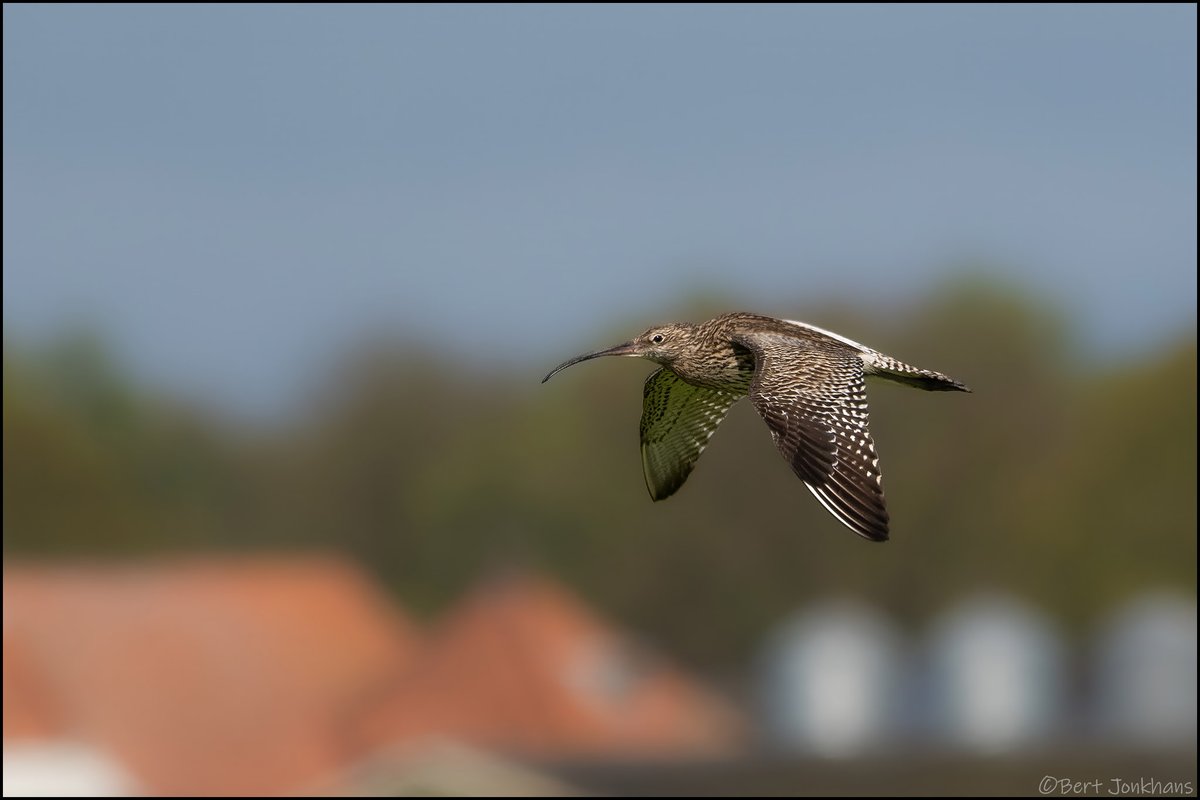 Tijdens het observeren/fotograferen van de velduilen komen er ook veel andere vogels langs vliegen. In dit geval de wulp. #vogelskijken