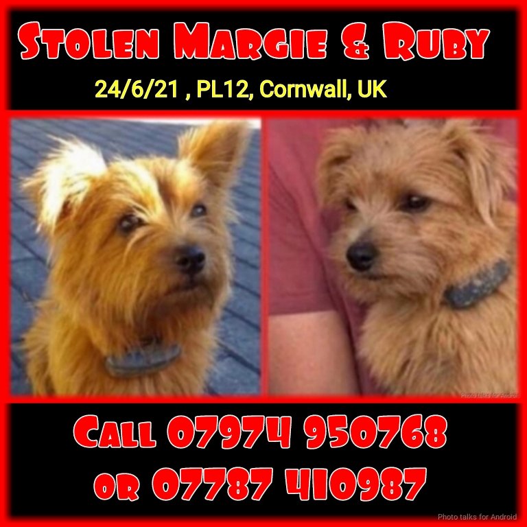 MISSING DOGS #StolenMargieandRuby #missingdog x2 #FindMargieRuby @FindMargieruby @MissingPetsGB @ZuccoIsMissing Please keep sharing Margie and Ruby, sorely missed by their family.