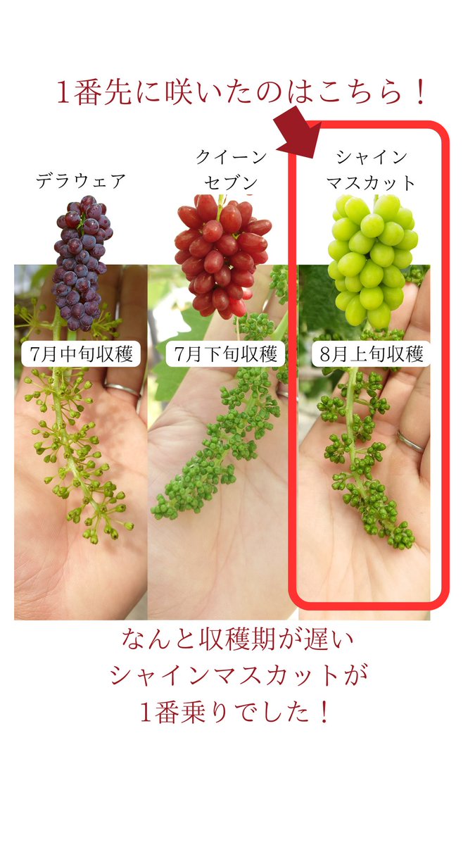 【ぶどうの花が咲きました】
開花期がほとんど同じの3品種

デラウェア
クイーンセブン
シャインマスカット

この中で1番早く花が咲いたのは…？

シャインマスカットでした！
でも収穫はシャインマスカットが1番遅いんですよね😅

ぶどうって不思議ですね🍇