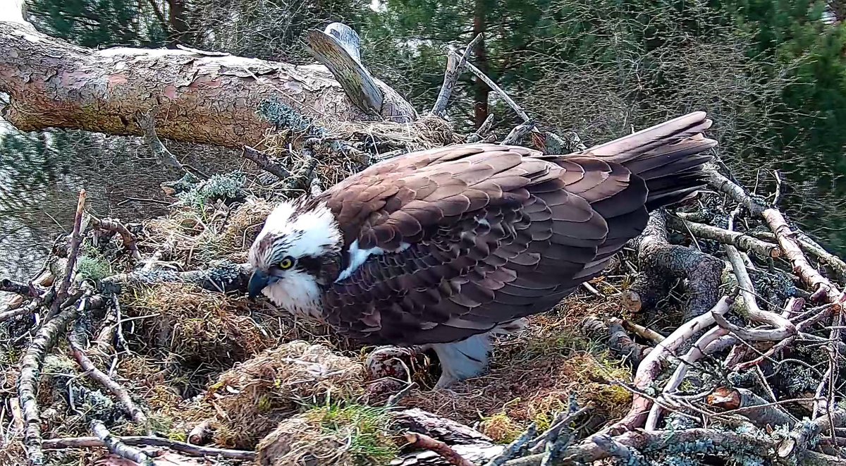Right on cue, at 10:53am NC0 has laid her second egg of the season, 3 days after the first arrival on Wednesday. With the great crested grebes also doing lots of head bobbing and dancing on the loch and the leaves bursting on the trees, Spring is certainly in the air! 🦅🥚🥚🥳
