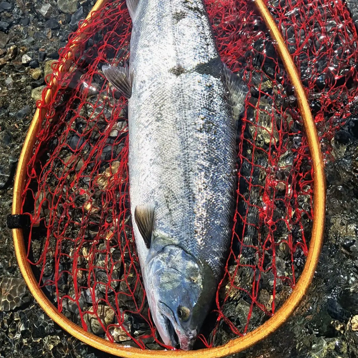 PJimny1110's tweet photo. 2024.4.20
サクラマス 61cm 2.68kg
サクラマス 57cm 2.40kg
本日2匹キャッチできました～😆🐟️🌸　#閉伊川 #サクラマス #SOULS #シマノ #VARIVAS  #DUO https://t.co/rkBPJvPEc4