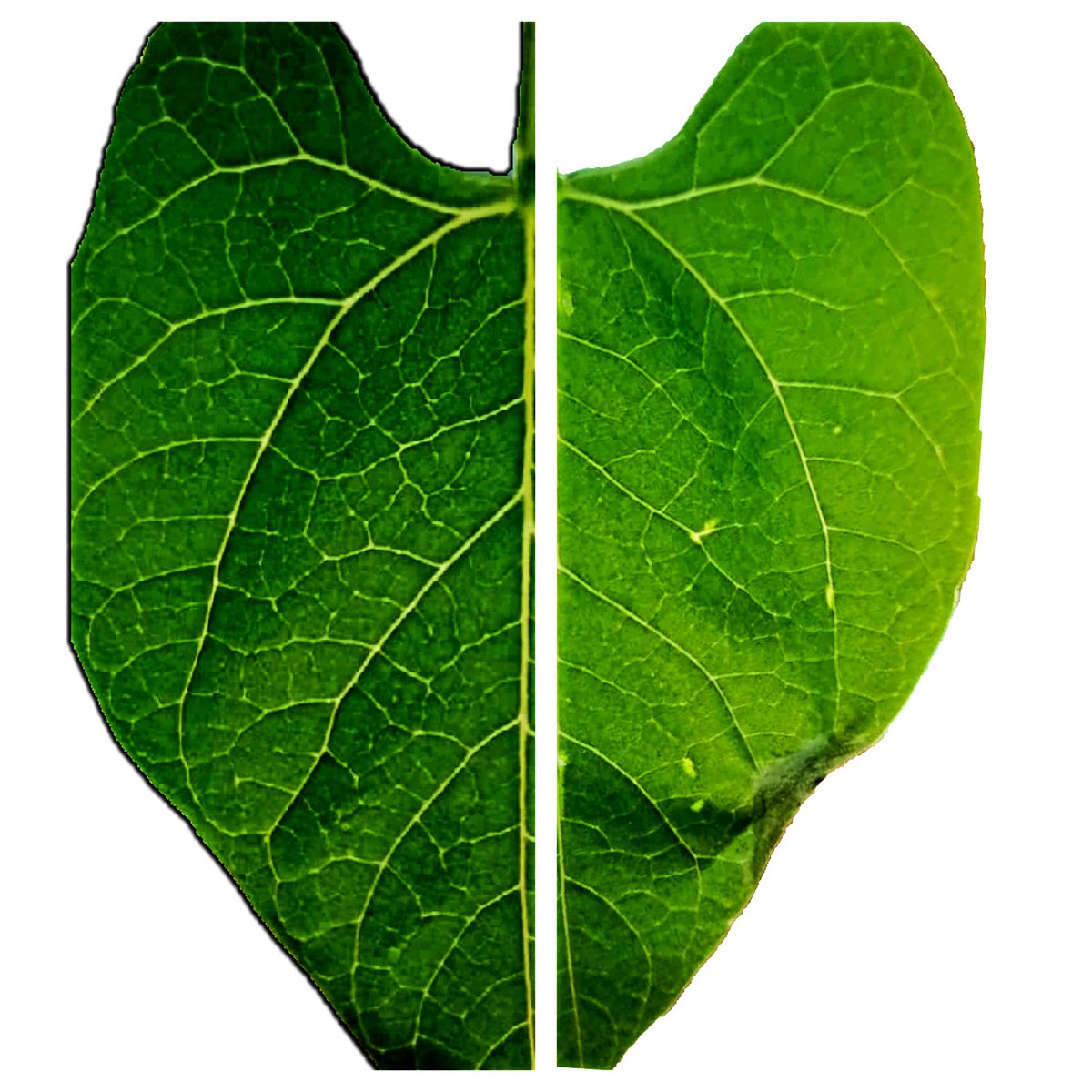 IW_Consulting's tweet image. Primary leaf 2 week old #bean #seedling
 
Left + Crop4Life bio-enhancing #biostimulant 

Right - no treatment (unamended water)

#Sdgs #future #food #feed #biostimulant #crop #production