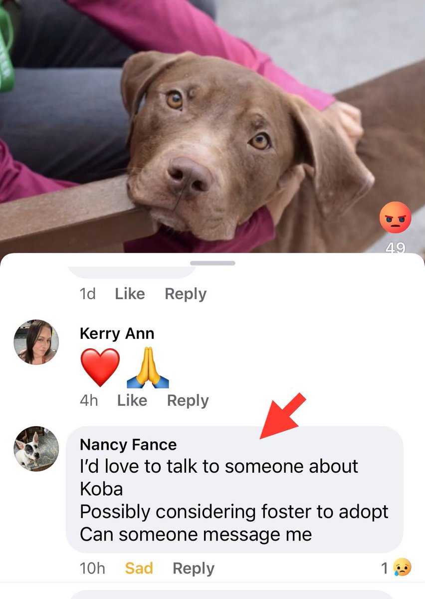 1. Not only did <a href="/NYCACC/">Animal Care Centers of NYC</a> kill lovable young KOBA, but they killed him with a home to go to! Send an email with KOBA’s pix to the Committee Chairs &amp; tell them adoptable dogs are being cruelly killed &amp; they have the power to stop it, if only they would allow #SARA to come to a vote!