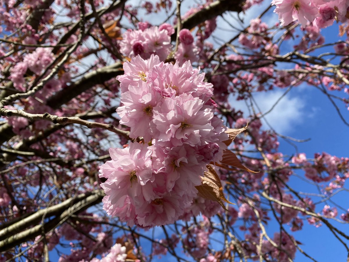 It’s blossom time! 🌸