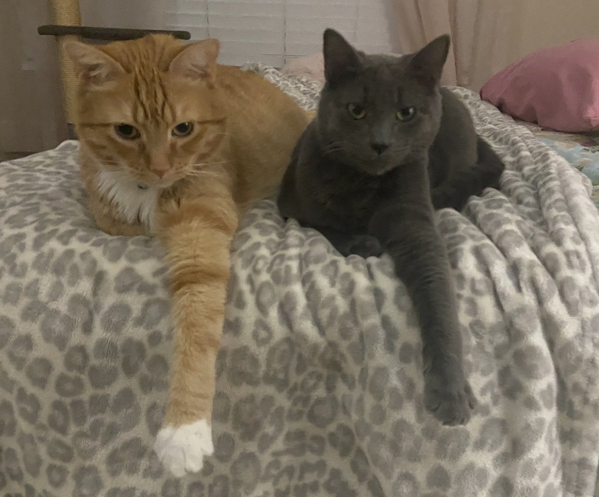 Happy CATurday!!😻🐈🐾😊😻