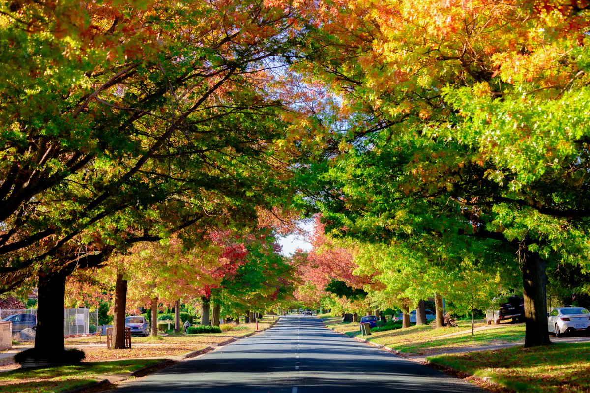 Chasing sunset on this beautiful autumnal road, goodbye Saturday. 🍂🍂 . . . #beautifuldestinations #suburban #street #glorious #afternoon #light #chasingsunsets @Australia @visitcanberra