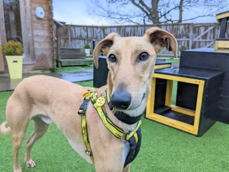 Please retweet to help Lionel find a home #EDINBURGH #SCOTLAND 🔷AVAILABLE FOR ADOPTION, REGISTERED BRITISH CHARITY, DOGS TRUST🔷 Lovely Lurcher aged 3, looking for a home with children aged 14+ as the only pet. He is housetrained and good in the car✅ He's been waiting for a…