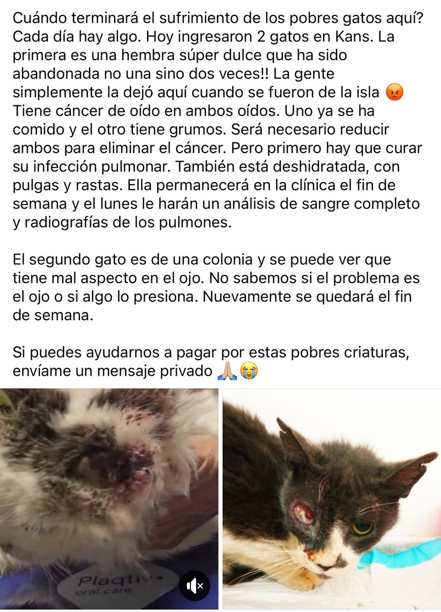 Cuando va a actuar y proteger los animales bajo su responsabilidad señora alcaldesa de santa eularia del Río-Ibiza-Baleares <a href="/Carmen__Ferrer/">Carmen Ferrer Torres</a> ?
Que tenemos que hacer para que usted respeta la ley de protección animal?