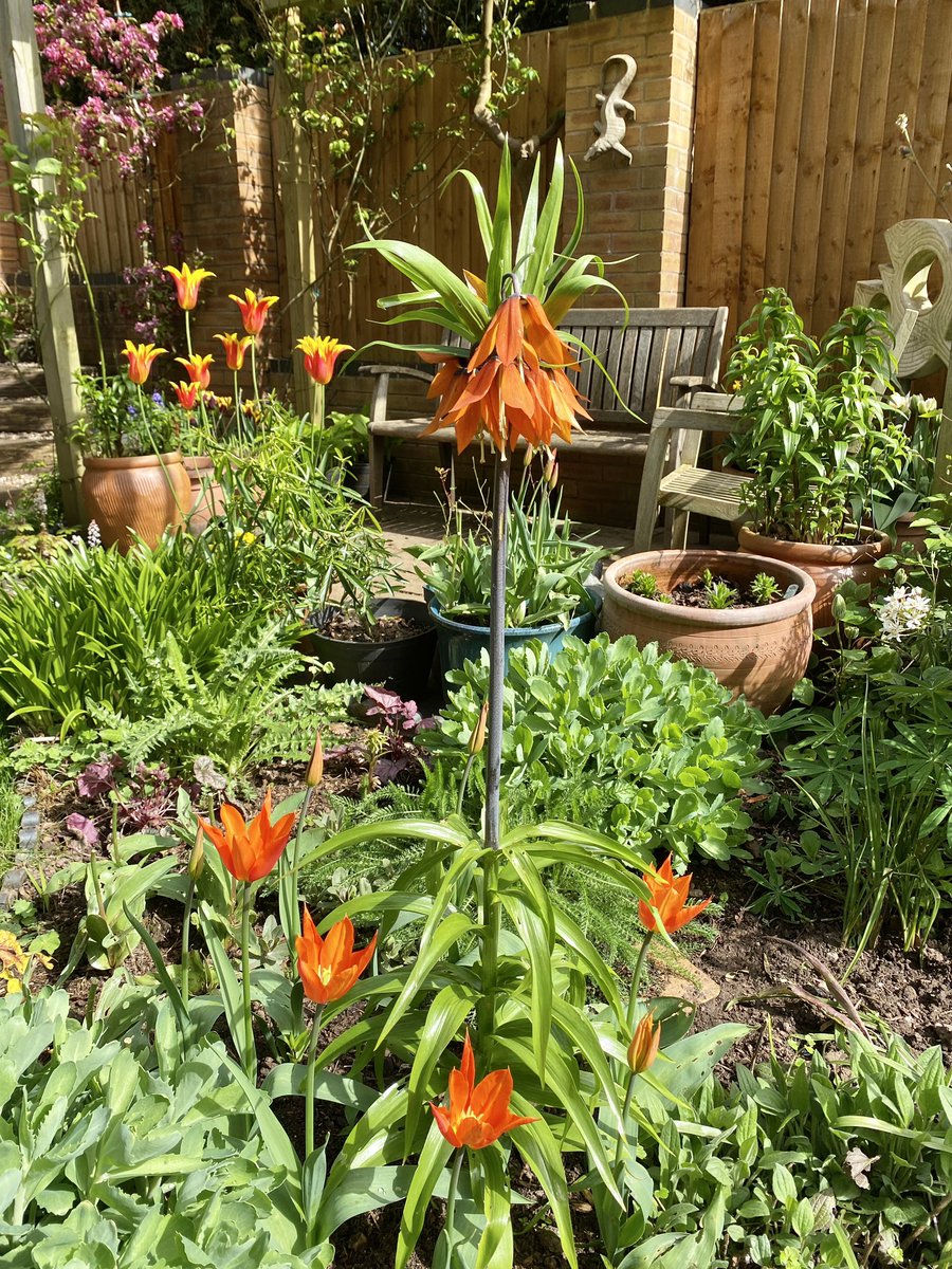 Tried Imperial Fritillaries with Ballerina tulips this year - I think they’re rather fun together. Firewings in the background. Some sunshine at last #upmygardenpath