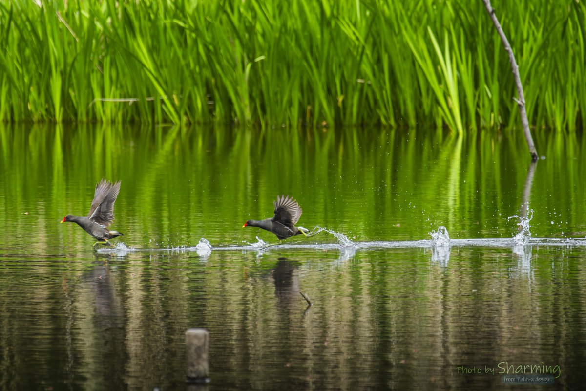 『待てやこらー！』

#バン #moorhen 
#α1 #SEL100400GM #SEL20TC