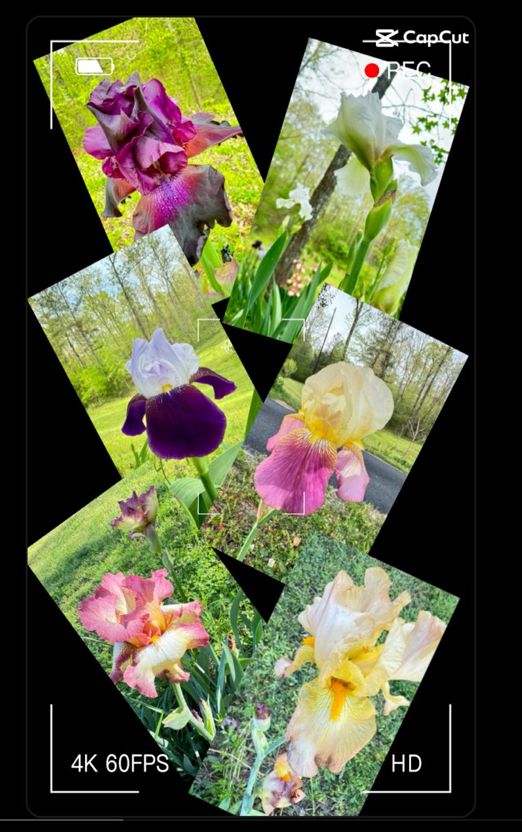 #SixOnSaturday #Iris