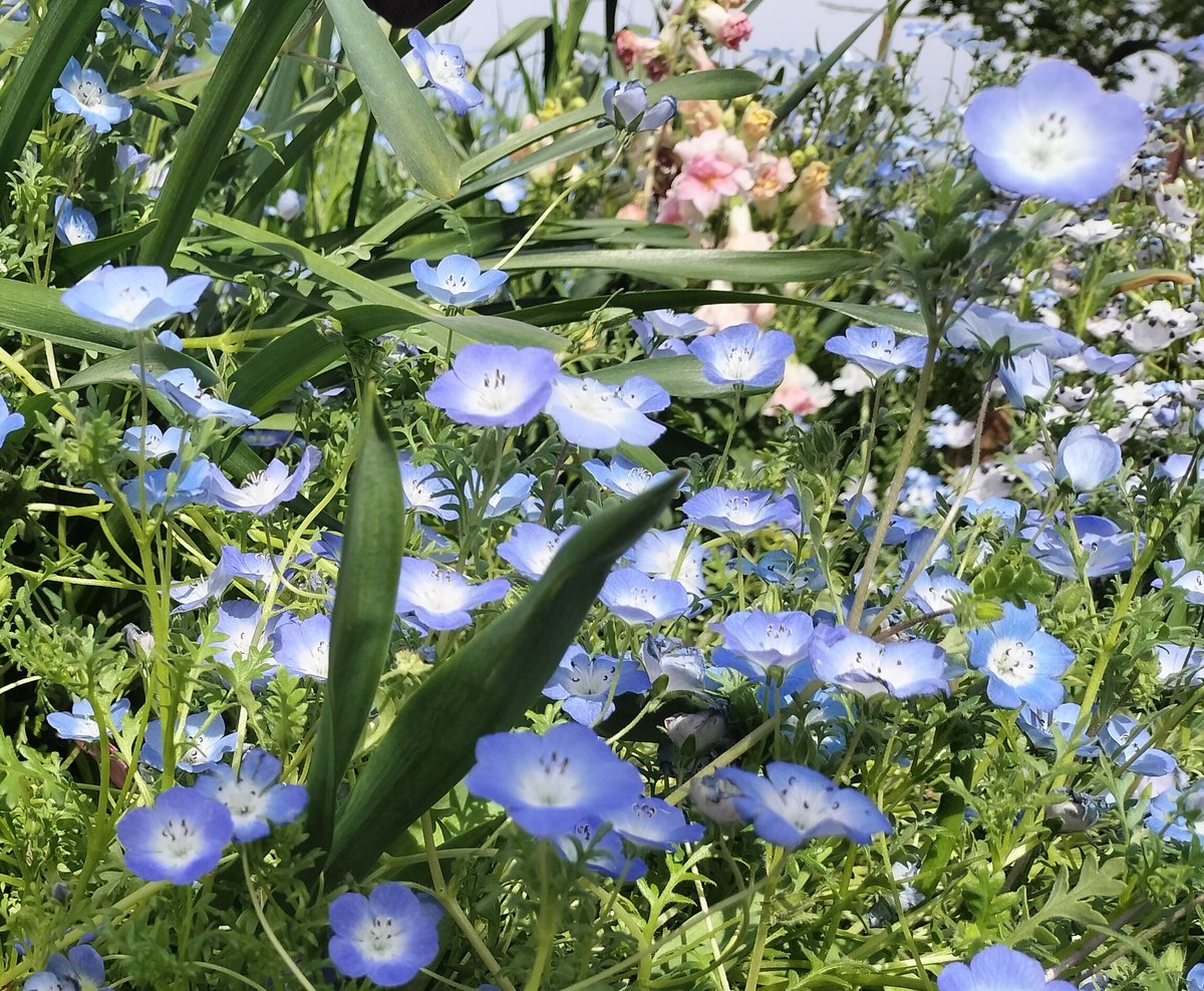 今日はお子ちゃんとGardenFestival開催中のこちらの公園へ🩷ネモフィラかわゆい〜🤭お子ちゃんも走り回って楽しそうだったよぅ🩷🩷🩷うん、もぅだいぶ眠そうだから、夜はおひとり時間もらえるかな🩷一緒に寝ちゃってたら…こちょこちょして起こしてね🤭🩷