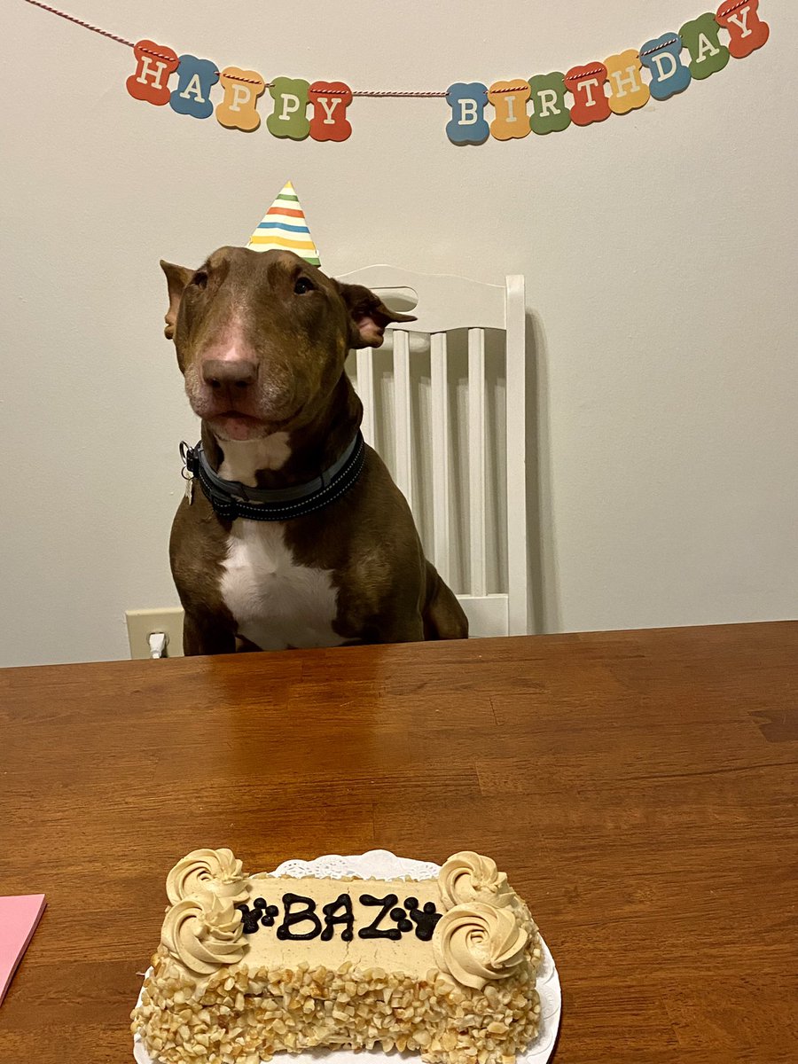 new_medication's tweet photo. IT’S BAZ’S SEVENTH BIRTHDAY ‼️ https://t.co/TP09PKY0Uz