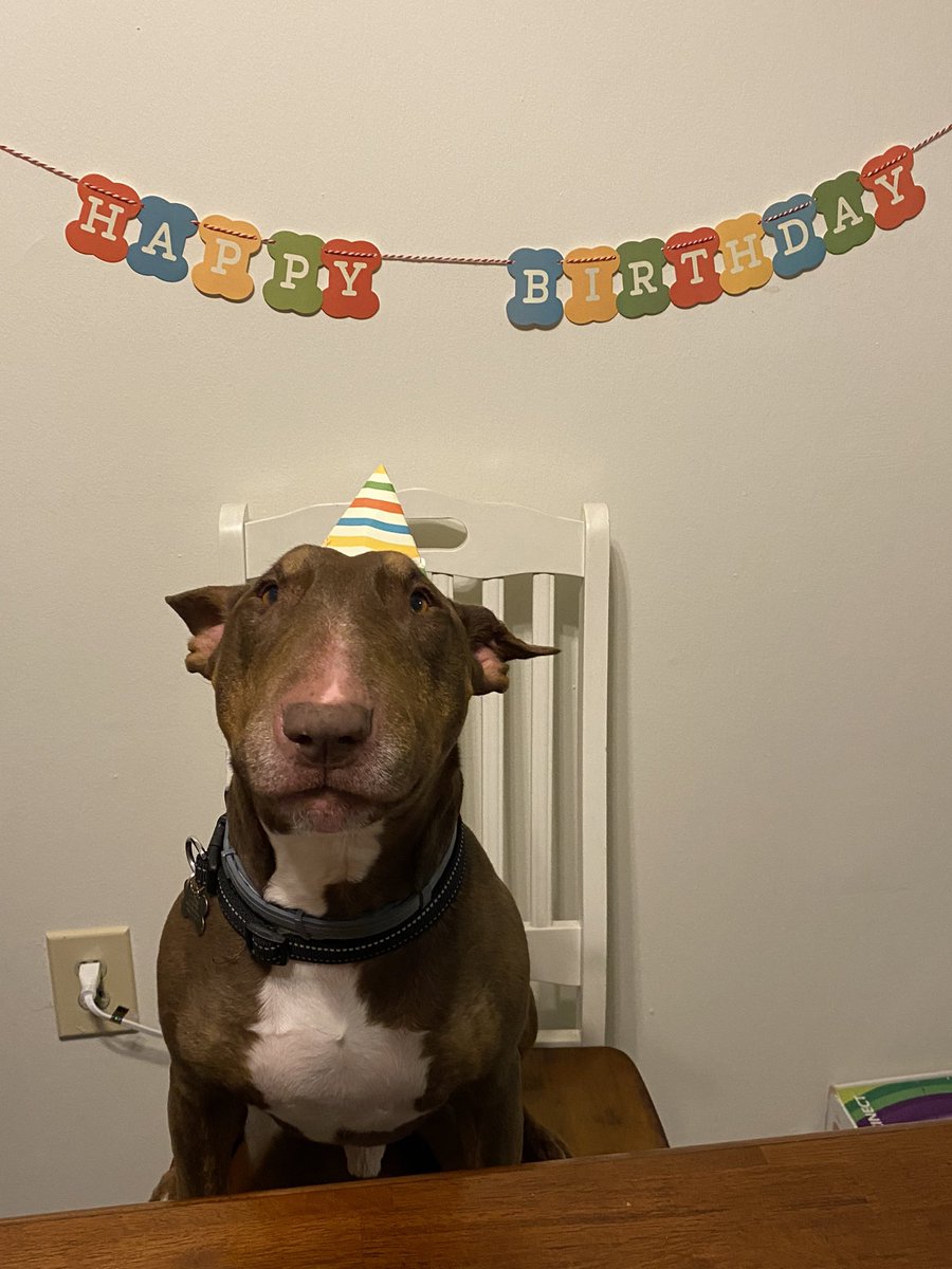 new_medication's tweet photo. IT’S BAZ’S SEVENTH BIRTHDAY ‼️ https://t.co/TP09PKY0Uz