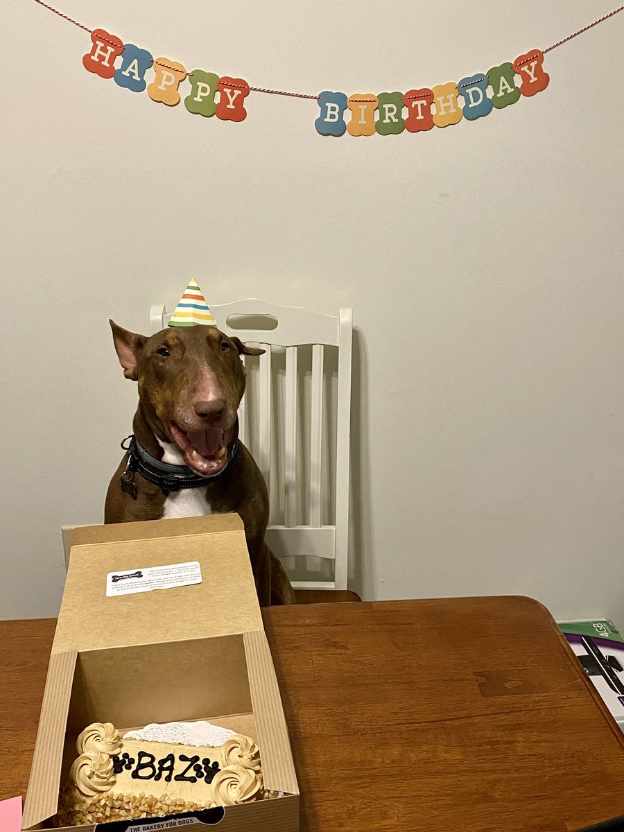 new_medication's tweet photo. IT’S BAZ’S SEVENTH BIRTHDAY ‼️ https://t.co/TP09PKY0Uz