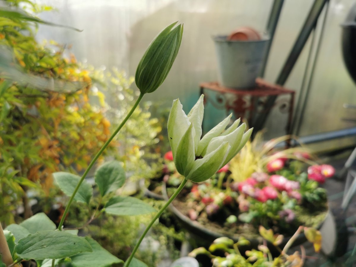 A flower of Clematis 'White Pearl' just about to burst into full beauty 🌿💚🐞 #Gardening #OurCourtyard #PotPond #HortiHugh