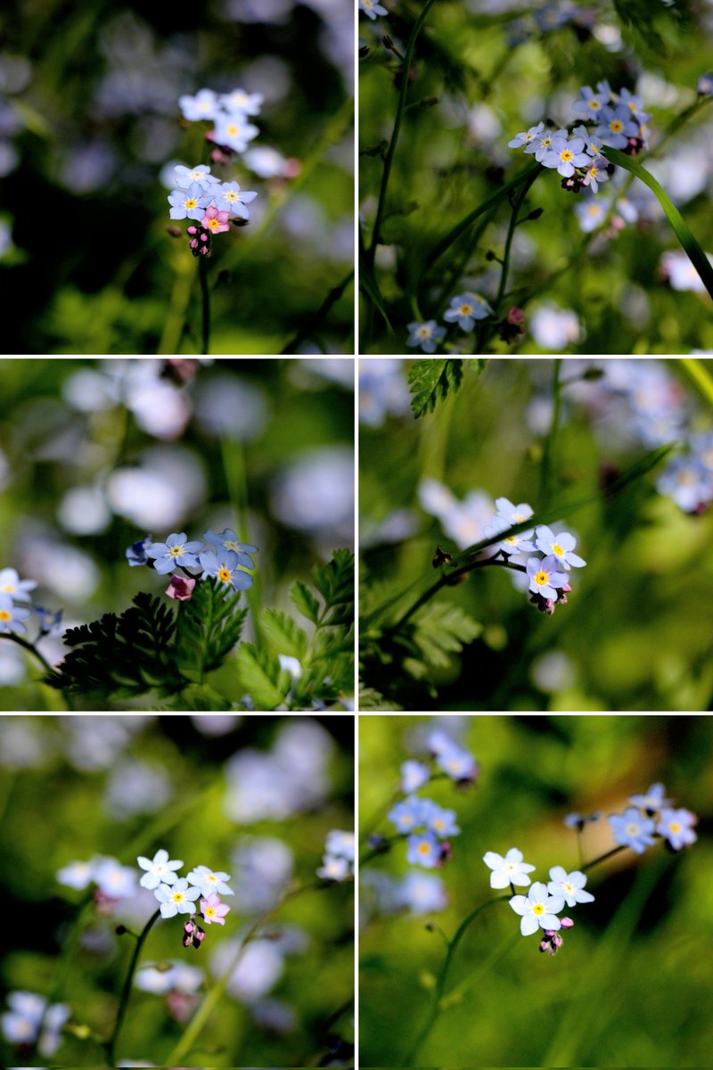 B e a u t i f u l   C o l l a g e   F l o w e r s   #canonphotography  #Flowers