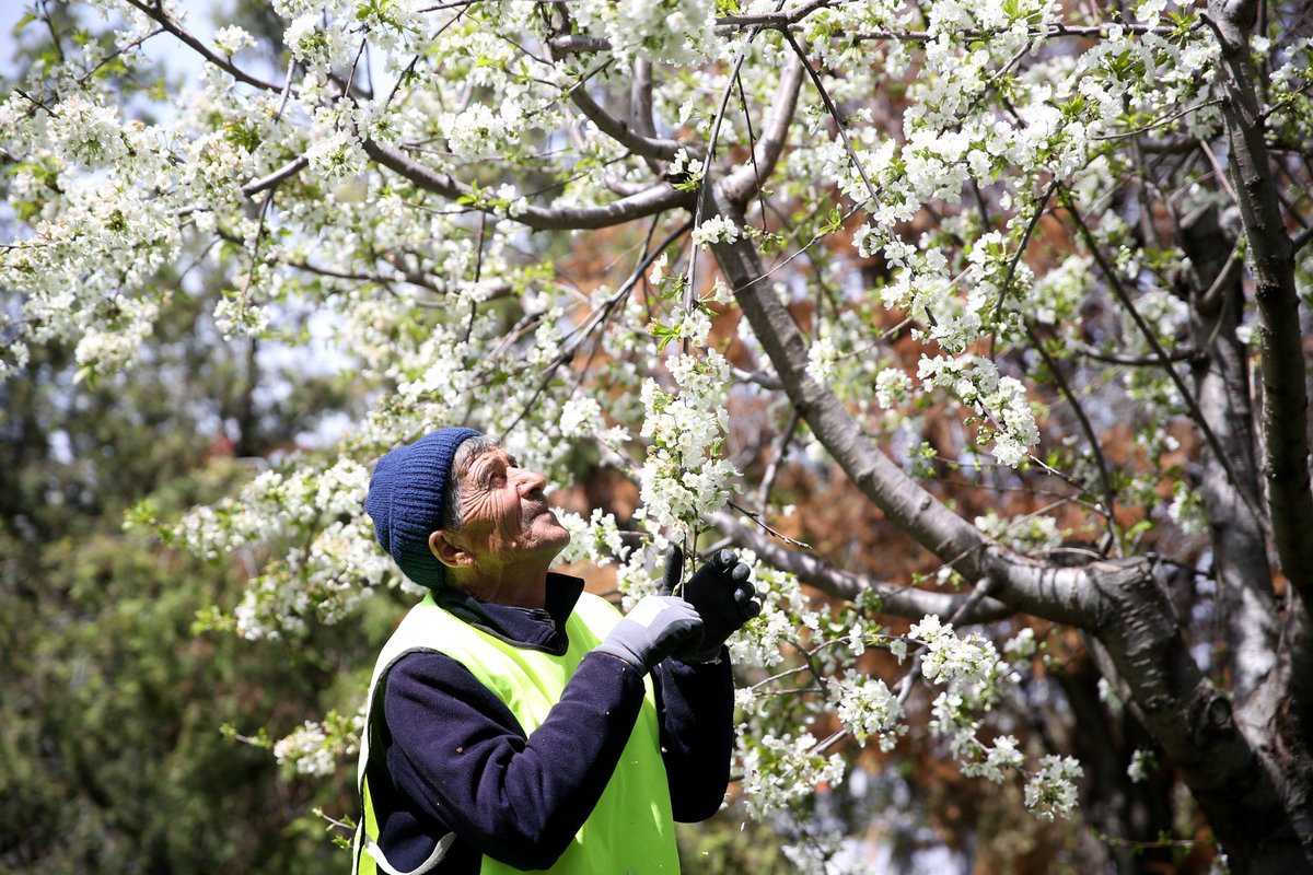 🌳Konya'da çorak arazileri yeşillendirdiği için kendisini 'yeşil adam' olarak adlandıran Himmet Tabak, 15 yıllık ağaçlandırma mücadelesiyle küçük bir orman oluşturdu #Yeşilhat🌱 aa.com.tr/tr/yesilhat/ce…