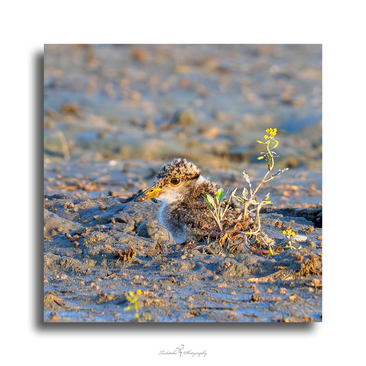 🐦ケリ（鳧、計里、水札、Vanellus cinereus）雛
#animalphotography #fotografie #photography #wildlife #wildlifephotography #naturephotography #nature #naturfotografie #birds_brilliance #ケリ
早朝の光景